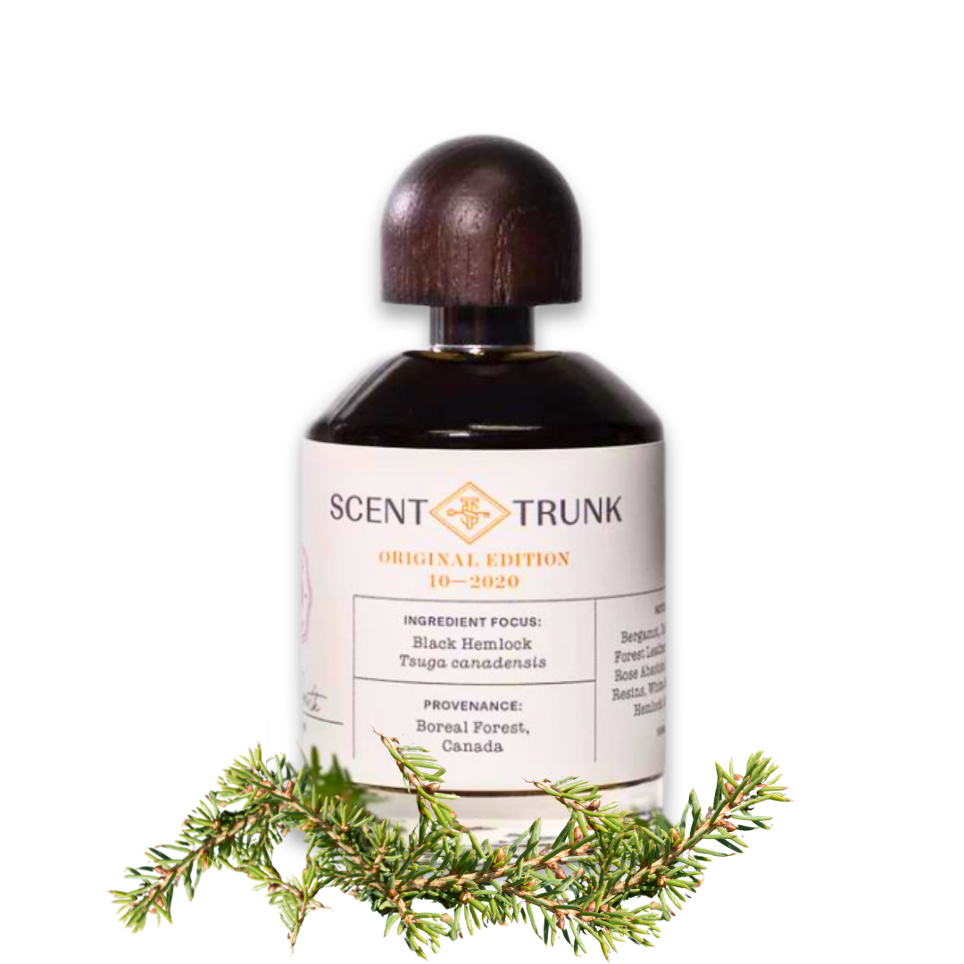 Black Hemlock