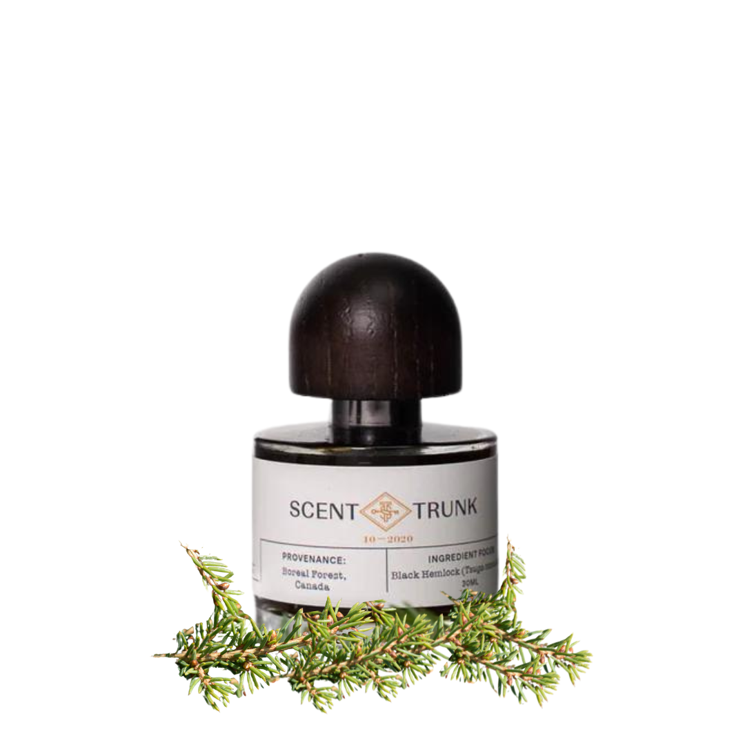Black Hemlock