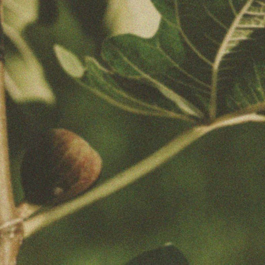 Eros Fig