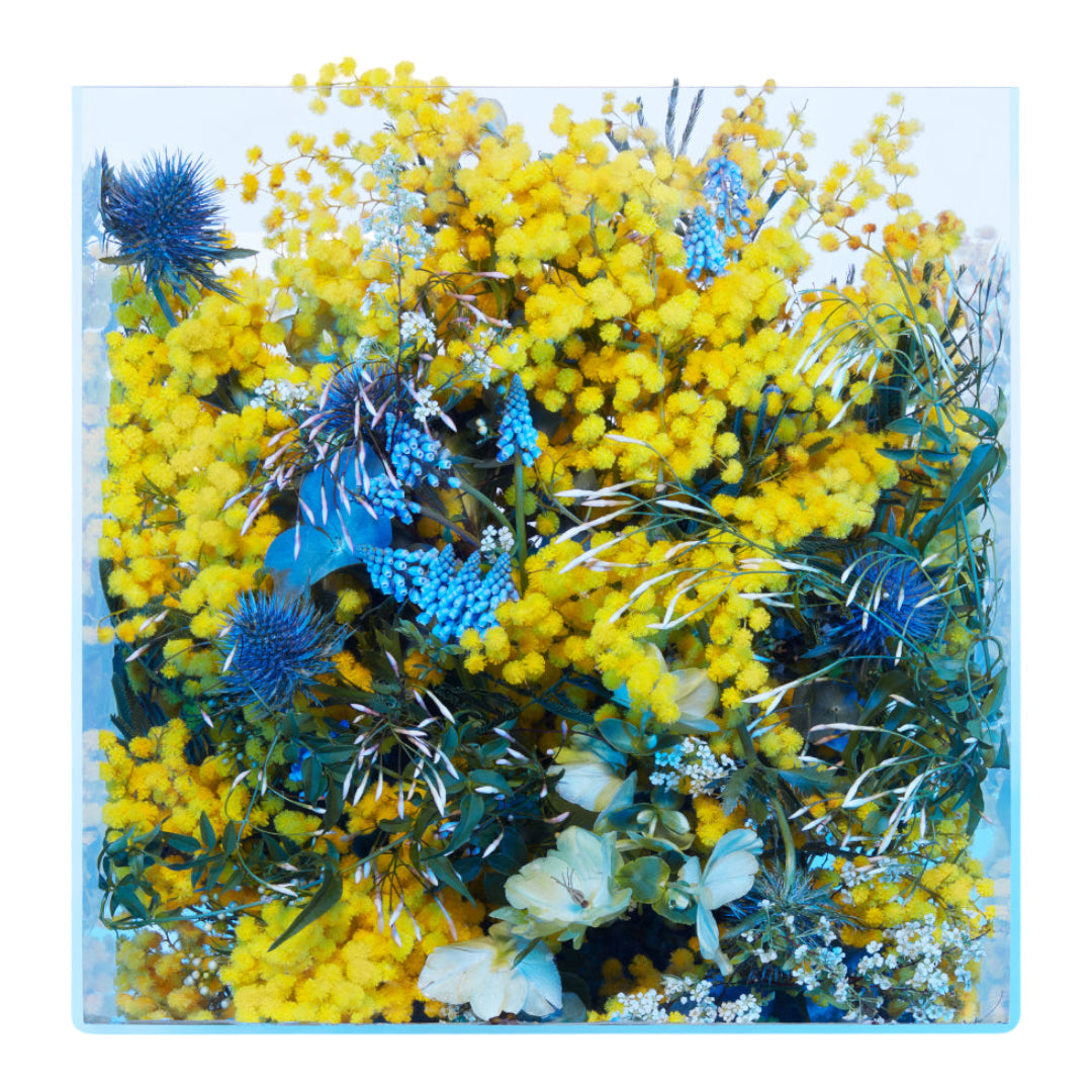 Mimosa Supercritique