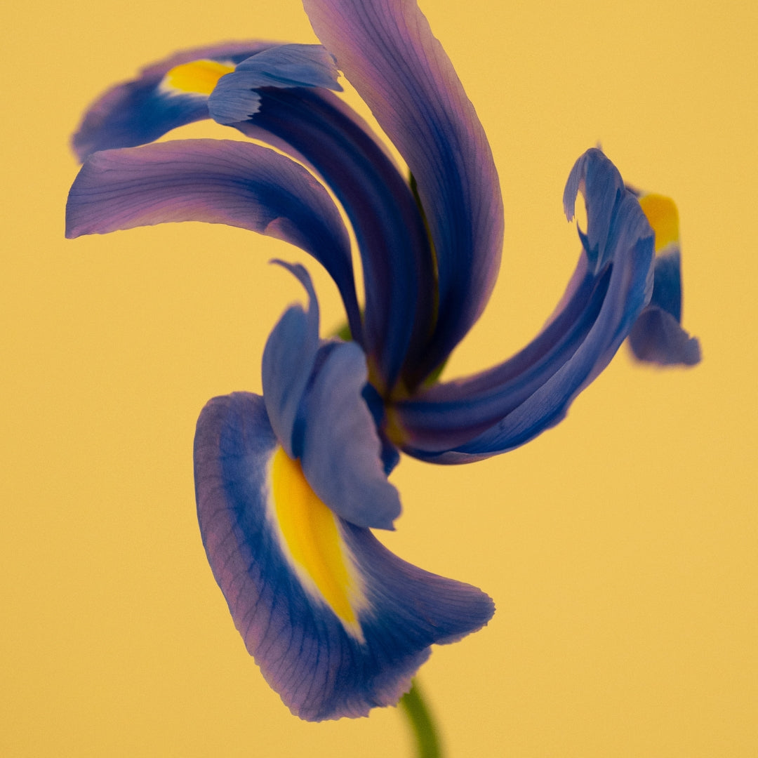 Iris Malikhân