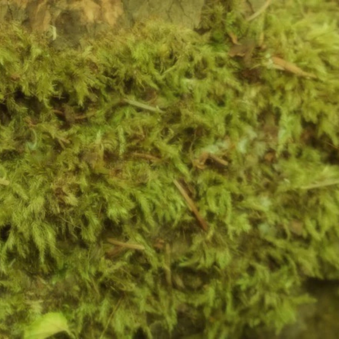 Soft Woods